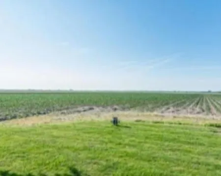 The Tulip Jack * יוליאנאדורפ